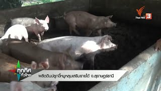 ผลิตดินปลูกขี้หมูหลุมเสริมรายได้ จ.สุราษฏร์ธานี