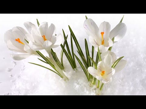 Весна. Первые весенние