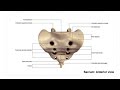 sacrum||sacrum anatomy bangla||sacrum anatomy||sanowar hossain||lecture on sacrum|| sacrum||sacrum