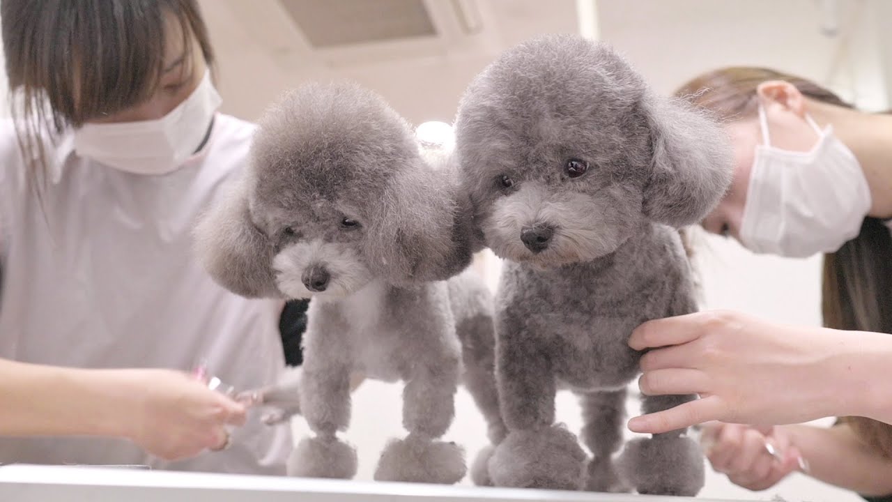 まんまるアフロヘアーが素敵だね ビションフリーゼ 子犬 トリミング Youtube まんまるアフロヘアーが素敵だね ビションフリーゼ 子犬 トリミング Youtube