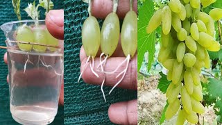 Simple method propagate grape tree with water,, growing grape tree at home