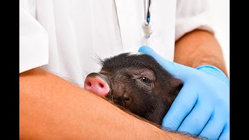 Gene editing and animal welfare