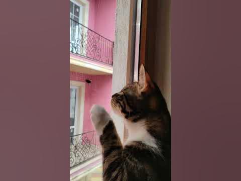 Висит груша. нельзя скушать😂 #смешныекоты #котывидео #котятки - YouTube