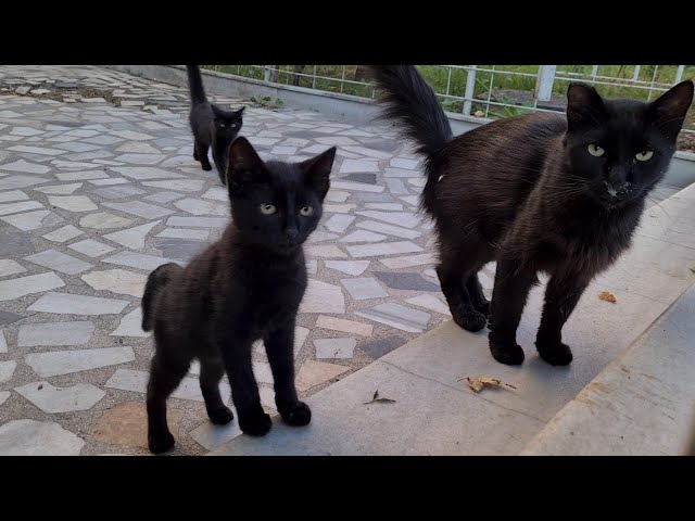 I've never seen so many cute black cats together before. class=