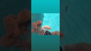 Spearfishing cuttlefish | Ψαροτούφεκο σουπιάς #spearfishing #polespear #ψαροντούφεκο #ψάρεμα