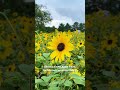 Sunflowers in Showa kinen park, the biggest park in#tokyo