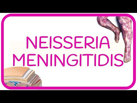 NEISSERIA MENINGITIDIS - meningococemia, Sx de Waterhouse Friderichsen, CID, meningitis, síntomas...