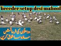 My breeder pigeons setup  breeder kabootar desi mahool setup in amra kalan