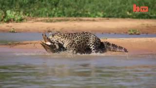 Jaguar Attacks Caiman Crocodile   CLOSE UP FOOTAGE HQ