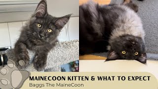 Living With A MaineCoon Kitten & What To Expect