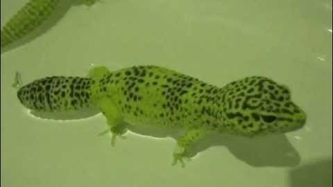 My Royal Python Cookie and Four Leopard Geckos!