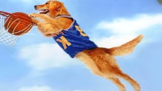 كلب ذكي سابقاً كان مشرد في الشوارع لكن فجأة اصبح اقوى لاعب كرة سلة في العالم | AIR BUD