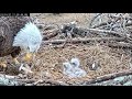 Close Up Views - Sweet Baby Eaglets E5 &amp; E6 - March 24, 2021 - NCTC Bald Eagles