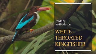 White-Throated Kingfisher / White-Breasted Kingfisher [Halcyon Smyrnensis]