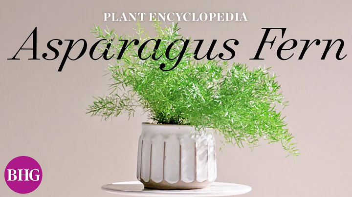 Everything You Need to Know About Asparagus Ferns | Plant Encyclopedia | Better Homes & Gardens - DayDayNews