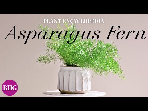 Wideo: Czy bełt szparagów: dowiedz się, jak paproć w szparagach