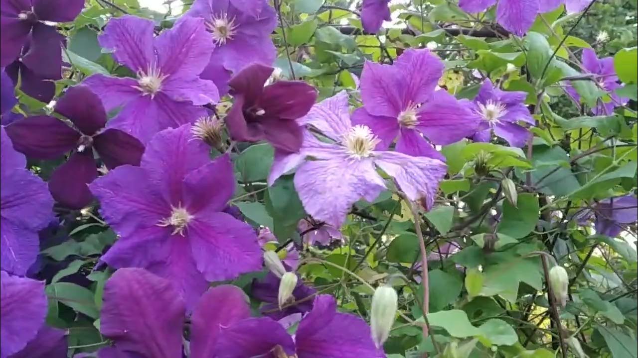 клематисы Виктория и Космическая мелодия - YouTube