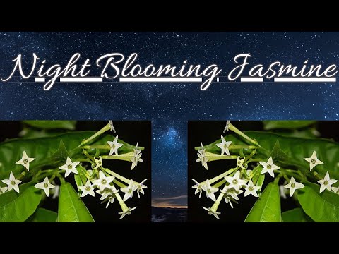 Night Blooming Jasmine - Cestrum Nocturnum