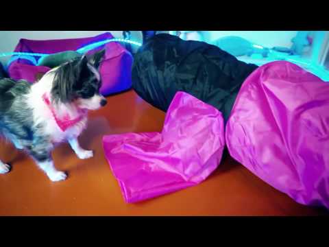 Первая реакция КОТЕНКА и СОБАК на ТОННЕЛЬ КОШКА и СОБАКИ ИГРАЮТ в ТОННЕЛЕ MAGIC FAMILY