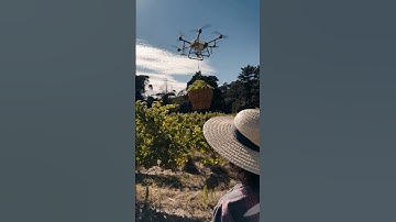 AI or reality? Drone harvest in Vinho Verde. #thewinearound #wine #grapeharvest #droneharvest
