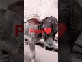 Bollywood Song Dil To Pagal Hai Paro The Cute Calf Mitu Bollywoodhits