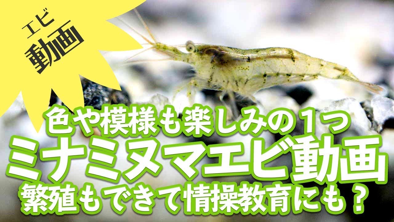 エビ ミナミヌマエビの紹介 色や模様 繁殖もできる Youtube