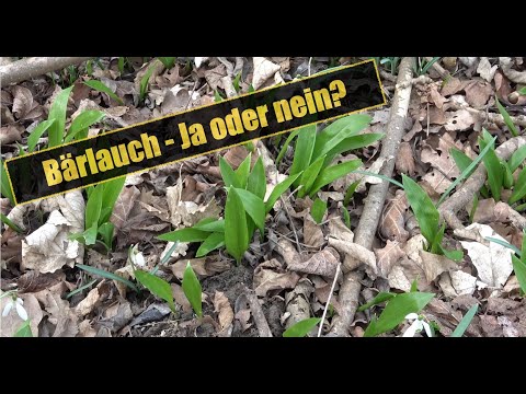 Video: Wachsender Bärlauch Oder Bärenzwiebel