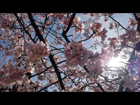 もしも明日が・・・♪　cover　= umikaze =