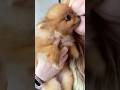 #pomeranian #pomeranianpuppy #pomeranian_dog #spitz #spitz_puppy