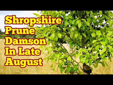 Video: Shropshire Prune Damson Info: Jak vypěstovat strom Shropshire Prune Damson