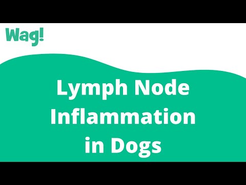 Video: Hond Inguinal Zwelling en problemen defeceren kan een ontstoken lymfeknoop zijn