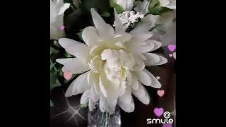 出外的人 chu wai de ren - 電影 四傻害羞主題曲✨️🌹🌱✨️ #eddechan