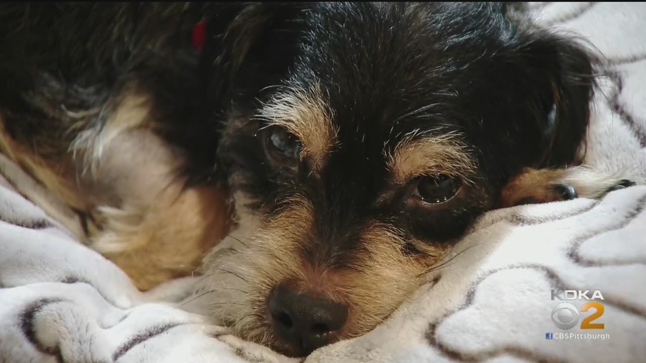 Abandoned Dog Making Miracle Recovery - YouTube