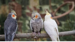 Ninfas , carolinas , cocotillas, cacatúas , calopsitas