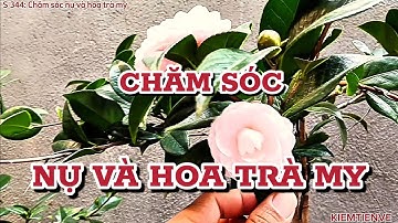 CHĂM SÓC NỤ VÀ HOA TRÀ MY - KIEMTIENVE