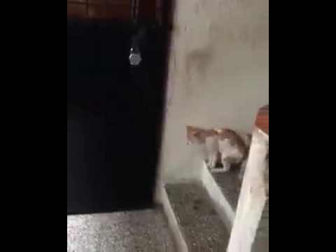 kapıyı çalan kedi
