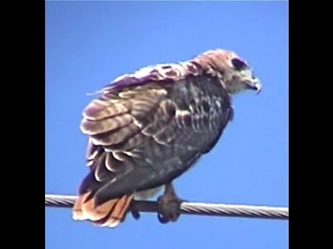Wild Red Tailed Hawk fly scream dive & Kestrel Eagle Bobcat