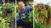 How to Plant Bare Root Strawberries in Hanging Baskets : Grow Guru