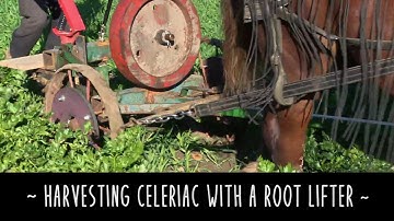 How to Harvest Celeriac with a Horse Drawn Root Lifter