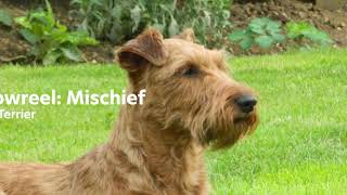 Dog Training: Mischief (Irish Terrier)  Spin, Speak/Bark, Sing, Dance, Sit, Lie down
