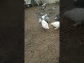 #pigeon #birds #kabutar #pigeonlover #youtube#short#video
