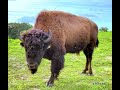 Bill Kincaid, Buffalo Wrangler with our new Bison, 3 year old Venom