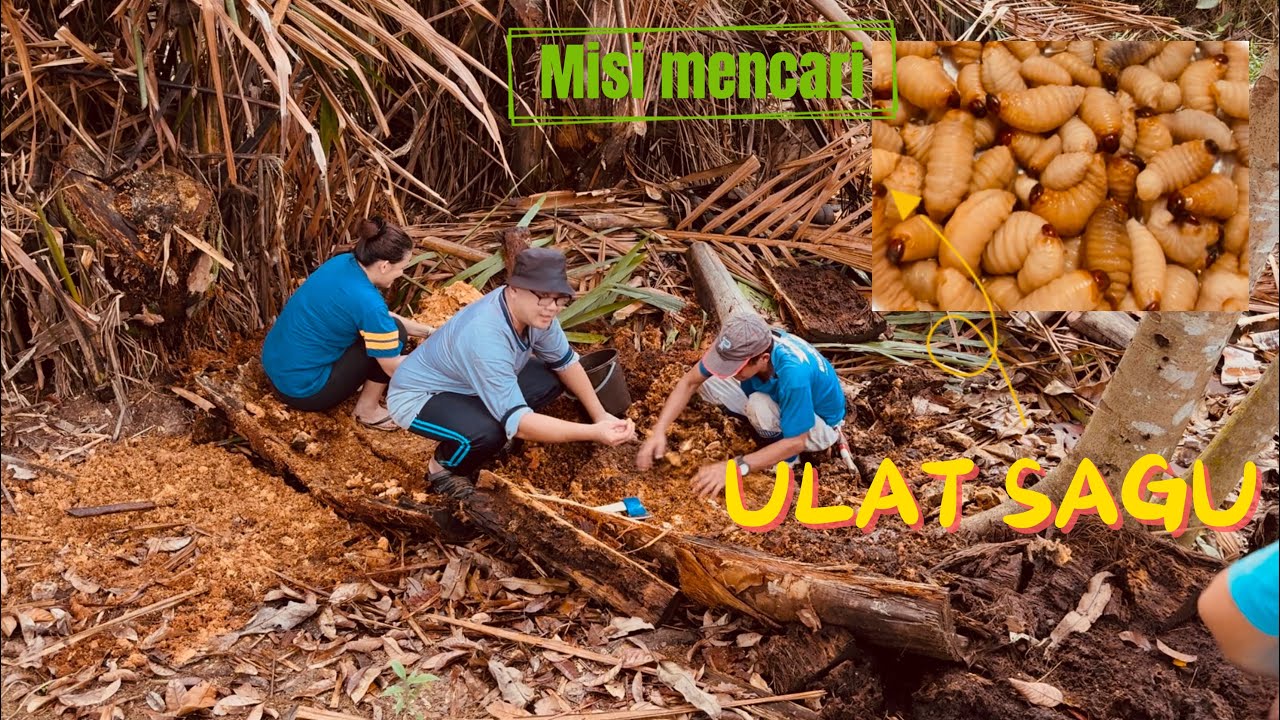 Mencari Ulat Sagu, Pokok Sagu sudah Matang di Ladang