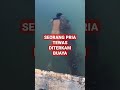 Seram! Buaya Diterkam Saat Memancing di Sungai Kalimantan ๐