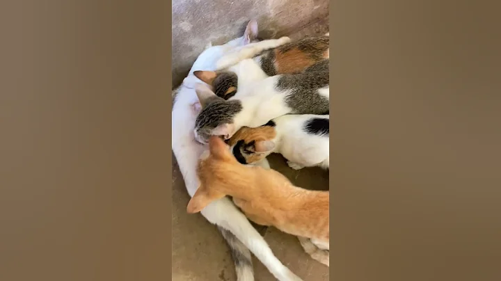 Watch the video about The cat’s mother’s heart ❤️😻 #guitar #cover #beach #music #travel #cat #catimama #funny #catvideos