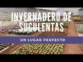 ¿DONDE COMPRAR SUCULENTAS? un invernadero SOLO para nosotros.