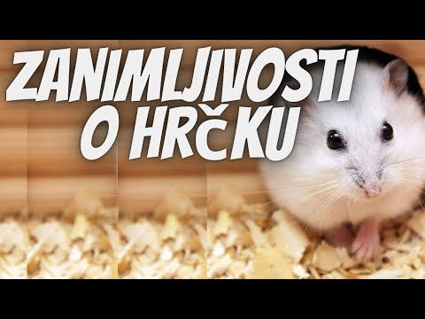 Video: Sirijski hrčci: klasifikacija, opis i njega