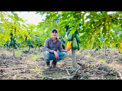 Video: Cómo cosechar papayas: métodos de cosecha de papaya