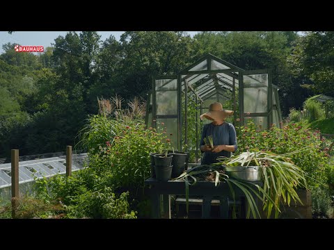 Video: Njega japanskih perunika: kako i kada saditi japanske perunike