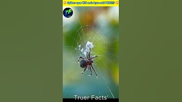 The secret why spiders don